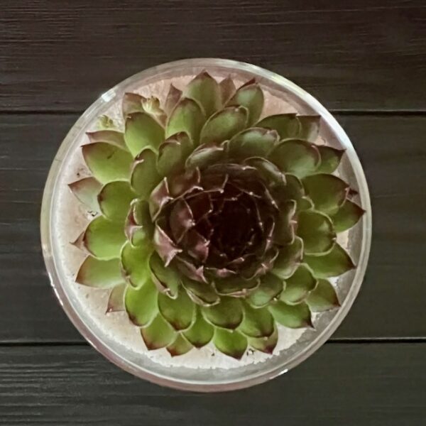 Creamy Dessert - Image 2
